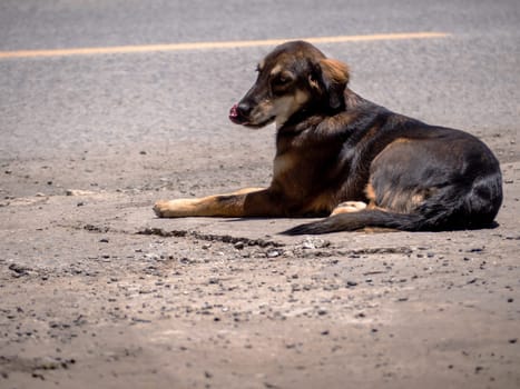 A dog is waiting for its owner on the side of the road