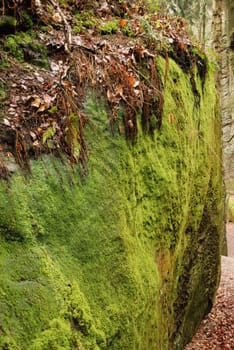 Vertical shot of large mossy green rocks in Bohemian Paradise in the Czech Republic