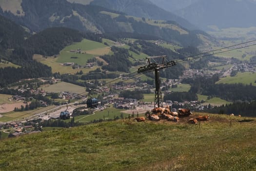 Beautiful scenic view of the alpine mountains and a herd of brown cows in Austria