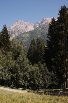 Pathway amidst trees into the woods in Leogang in Austria