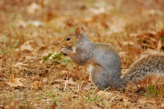 Closeup of a squirrel eating an acorn, sitting on dried leaves in Central Park, New York