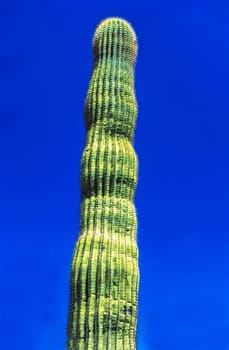 Giant Saguaro cactus in Arizona desert