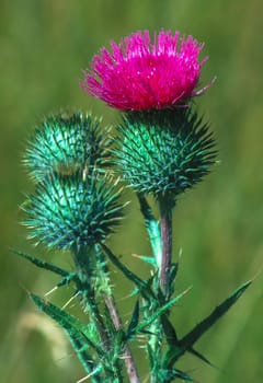 Close up of a Thistles