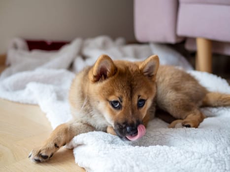 Portrait of cute Shiba Inu small dog, puppy, Close up. Dogecoin. Red-haired Japanese dog smile portrait. Illuminating color, cryptocurrency, electronic money. High quality photo