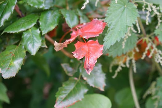 Closeup of a bright red leaf between green leaves