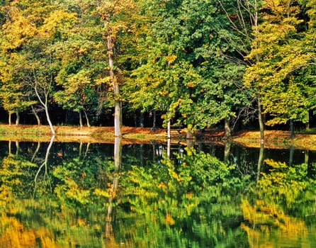 Autumn Forest with lake