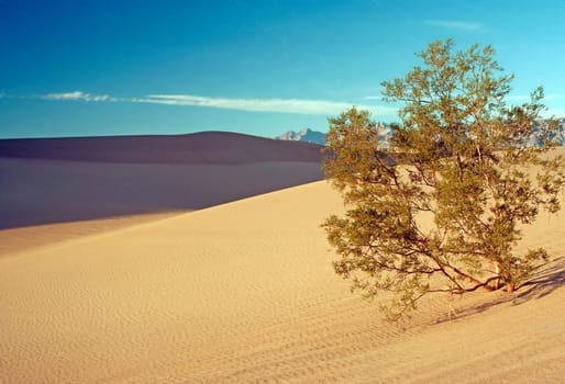 A Mesquite tree (Prosopis glandulosa) growing on a sand dune in Death Valley, California.