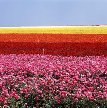Field on Flower farm in California