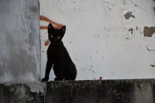 Young black young cat roaming on a wall in Tainan, Taiwan