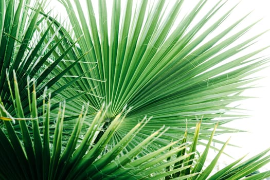 Green palm leaves, natural background.