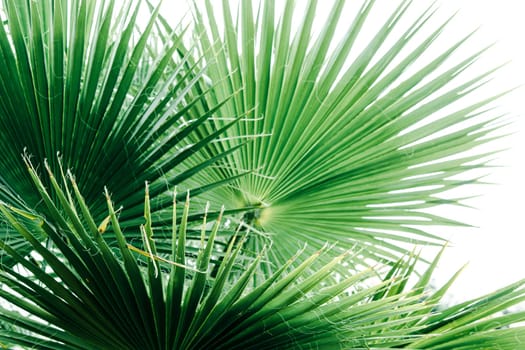 Green palm leaves, natural background