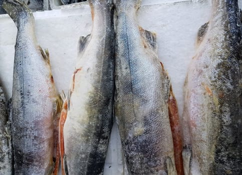 Frozen carcasses of red fish lie on ice on the counter of the fish market, top view, close-up.