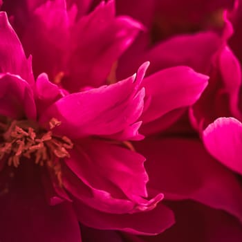 Soft focus, abstract floral background, ruby peony petals. Macro flowers backdrop for holiday design