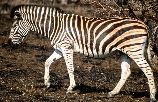 Plains Zebra, (Equus burchellii), Kruger National Park, Mpumalanga, South Africa, Africa