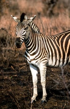 Plains Zebra, (Equus burchellii), Kruger National Park, Mpumalanga, South Africa, Africa