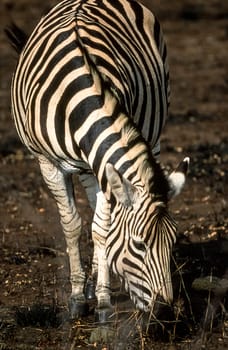 Plains Zebra, (Equus burchellii), Kruger National Park, Mpumalanga, South Africa, Africa