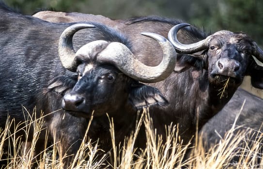 Buffalo, (Syncerus caffer), Kruger National Park, Mpumalanga, South Africa, Africa