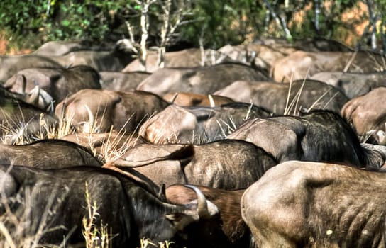 Buffalo, (Syncerus caffer), Kruger National Park, Mpumalanga, South Africa, Africa