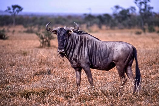 Blue Wildebeest, (Connochaetes taurinus), Kruger National Park, Mpumalanga, South Africa, Africa
