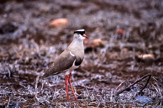 Crowned Plover, (Vanellus coronatus), Kruger National Park, Mpumalanga, South Africa, Africa