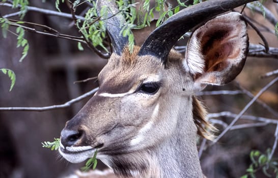 Kudu, (Tragelaphus strepsiceros), Kruger National Park, Mpumalanga, South Africa, Africa
