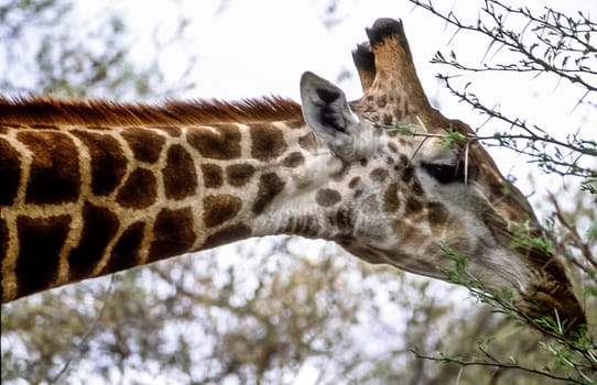 Giraffe, (Giraffa camelopardalis), Kruger National Park, Mpumalanga, South Africa, Africa