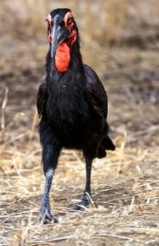 Ground Hornbill, (Bucorvus leadbeateri), Kruger National Park, Mpumalanga, South Africa, Africa
