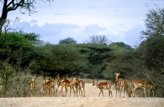 Impala, (Aepyceros melampus), Kruger National Park, Mpumalanga, South Africa, Africa
