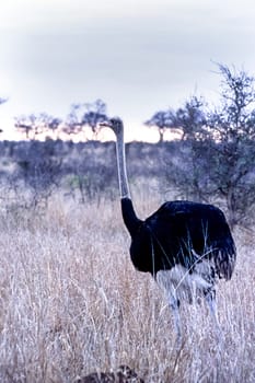 Ostrich, (Struthio camelus), Kruger National Park, Mpumalanga, South Africa, Africa