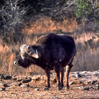 Buffalo, (Syncerus caffer), Kruger National Park, Mpumalanga, South Africa, Africa