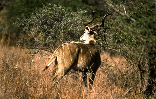 Kudu, (Tragelaphus strepsiceros), Kruger National Park, Mpumalanga, South Africa, Africa