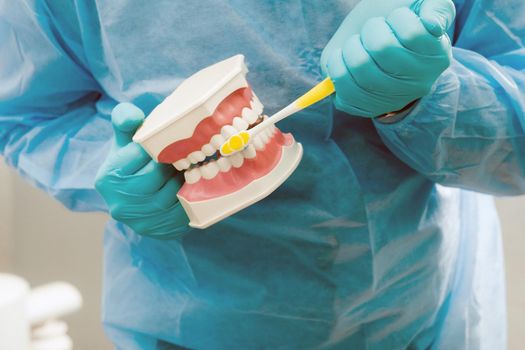 A model of a human jaw with teeth and a toothbrush in the dentist's hand.