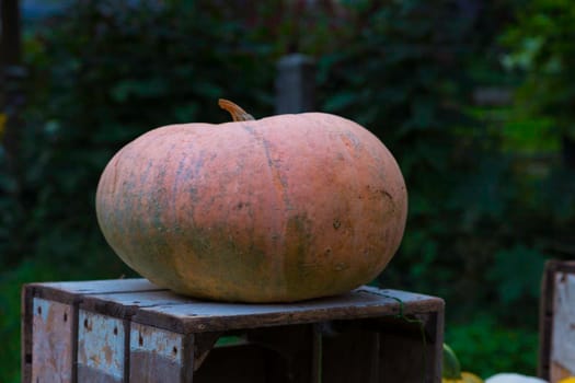 big pumpkin as decoration in a garden in and on a wooden vegetable box  