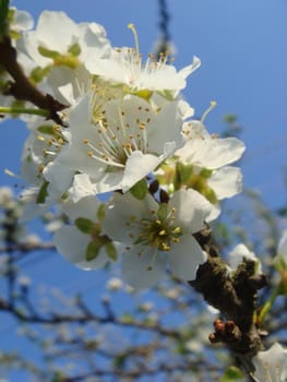 Spring flowering branch of tree. Tree blossom. White flowers and green leaves against a blue sky.