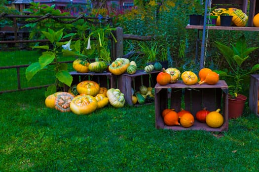 groupo of pumpkins as decoration in a garden in and on a wooden vegetable box on a field of green grass