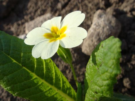 White flowers of primroses (primula) vulgaris or English primrose spring bloom in the garden. Delicate petals and stamens which attract bees to the garden searching for pollen in springtime.