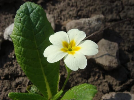 White flowers of primroses (primula) vulgaris or English primrose spring bloom in the garden. Delicate petals and stamens which attract bees to the garden searching for pollen in springtime.