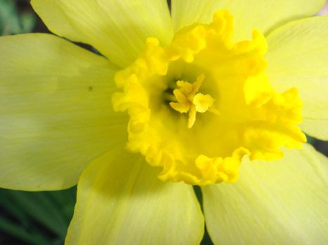 Amazing Big Yellow Daffodil flower or narcissus in the sunlight on green background. Macro. Spring flowers.