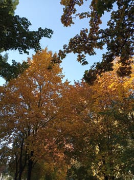 Autumn trees Against Blue Sky. Yellow autumn leafs on blue sky background.