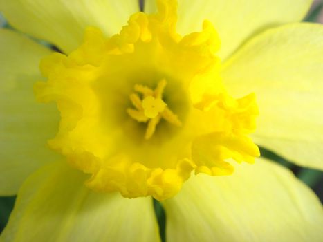 Amazing Big Yellow Daffodil flower or narcissus in the sunlight on green background. Macro. Spring flowers.