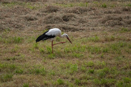 stork bird standing on one leg in the field of grass in Holland