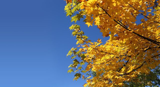 Yellow autumn maple leaves in China.