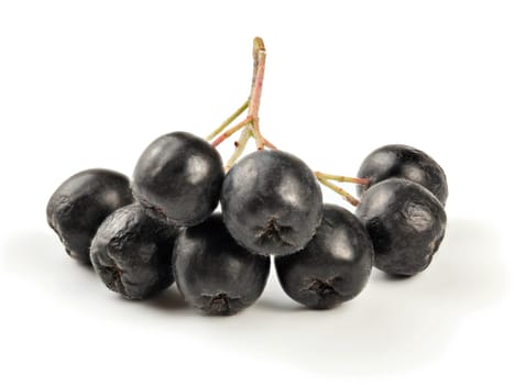 Aronia (chokeberry) fruits on stem, isolated on white background.