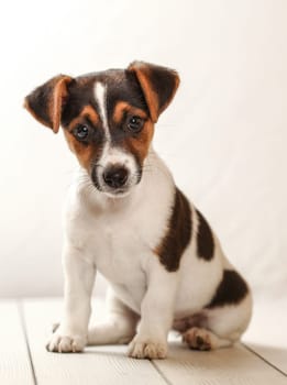 Studio shot - Jack Russell terrier puppy sitting on white boards.