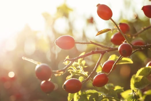 Rose hips on a bush branches, soft focus in strong autumn sun back light. 