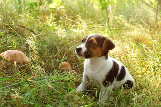 Jack Russell terrier puppy in low forest grass, two scaber stalk mushrooms next to her.