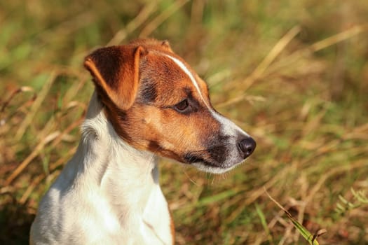 Young Jack Russell terrier in low grass lit by sun, detail on her head looking to right side.