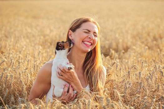 Young woman in wheat field, lit by afternoon sun, trying to pose with Jack Russell terrier puppy, but she is playing and licking her ear.