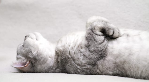 Scottish straight-eared cat lies on its back. The cat is upside down, the hand strokes the cat