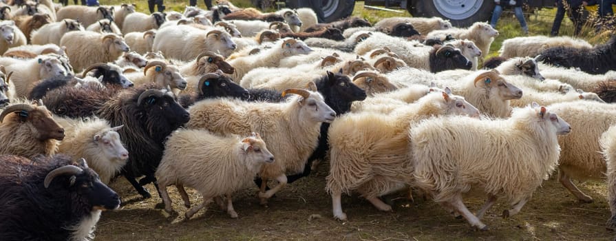 Icelandic Sheep Graze in the Mountain Meadow, Group of Domestic Animal in Pure and Clear Nature. Beautiful Icelandic Highlands. Ecologically Clean Lamb Meat and Wool Production. Scenic Area.